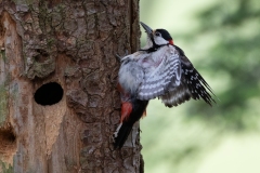 Buntspecht