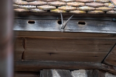 Mauersegler