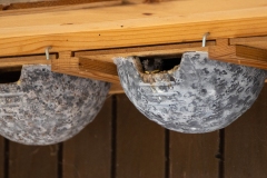 Mehlschwalbe