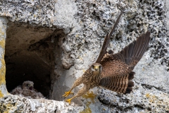 Turmfalke