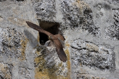 Turmfalke