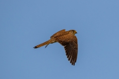 Turmfalke