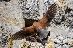 Turmfalke