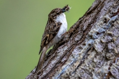 Waldbaumlaeufer
