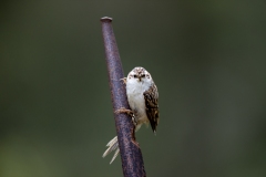 Waldbaumlaeufer