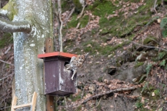 Waldkauz
