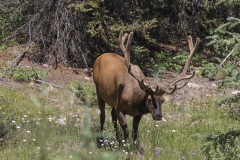 NordAmerica2015-063