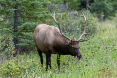 Golden - Banff