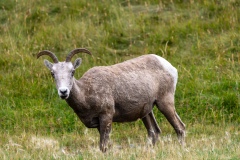 Kananaskis