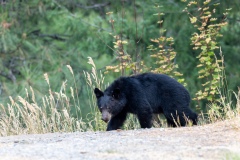 Lillooet