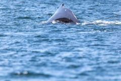 Whalewatching Tour