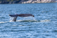 Whalewatching Tour