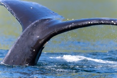 Whalewatching Tour