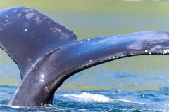 Whalewatching Tour