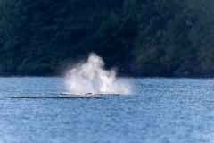 Whalewatching Tour