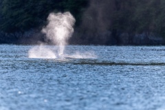 Whalewatching Tour