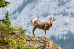 Kananaskis