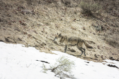 Yellowstone2018-001