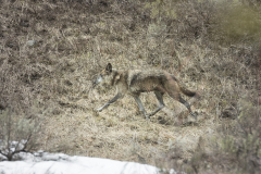 Yellowstone2018-002