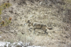 Yellowstone2018-003