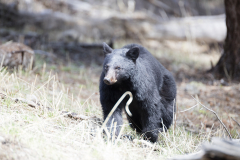 Yellowstone2018-004