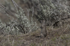Yellowstone2018-005