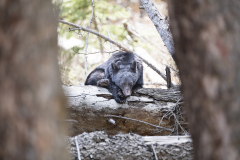 Yellowstone2018-006