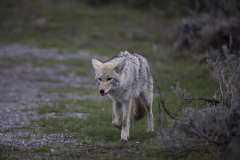 Yellowstone2018-008