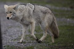 Yellowstone2018-009