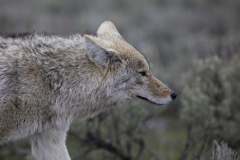 Yellowstone2018-010