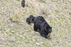Yellowstone2018-011