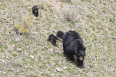 Yellowstone2018-012