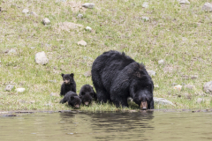 Yellowstone2018-013