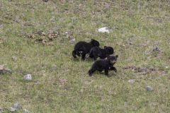 Yellowstone2018-014