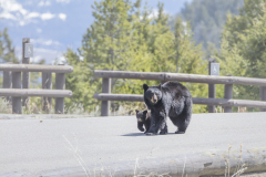 Yellowstone2018-015