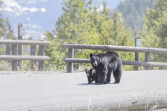 Yellowstone2018-016