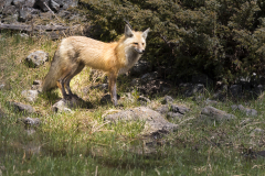 Yellowstone2018-017