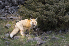Yellowstone2018-018