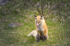 Yellowstone2018-019