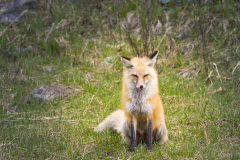 Yellowstone2018-020