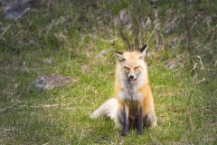 Yellowstone2018-021