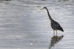 Yellowstone2018-022