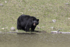 Yellowstone2018-023