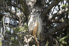 Yellowstone2018-024