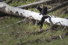 Yellowstone2018-025