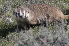 Yellowstone2018-027