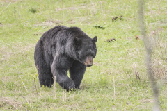 Yellowstone2018-028