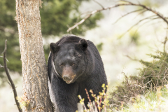 Yellowstone2018-029