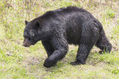 Yellowstone2018-030