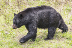 Yellowstone2018-031